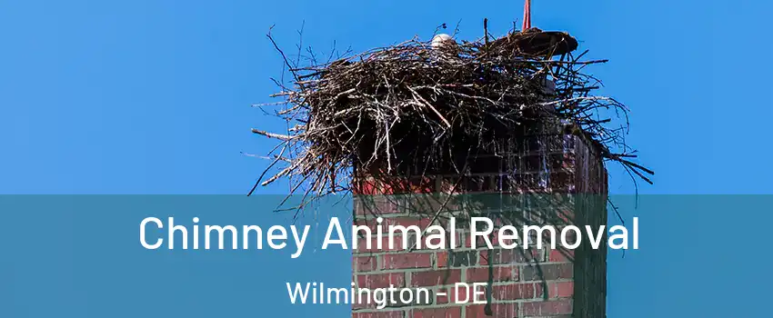  Chimney Animal Removal Wilmington - DE