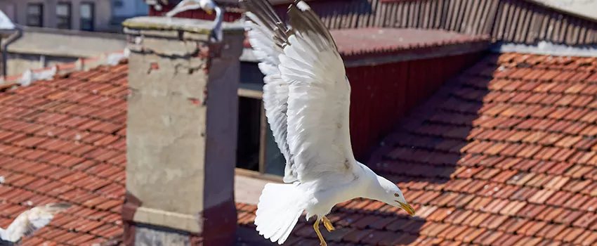 Residential Chimney Animal Removal Solution in Wilmington, DE