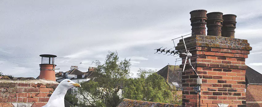 Chimney Cleaning And Restoration in Wilmington, Delaware